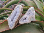 Polished On One Side Blue Lace Agate Geodes x 19 From Nsanje, Malawi - Toprock Gemstones and Minerals 