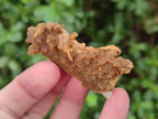 Natural Golden Limonite Spirit Quartz Crystals x 71 From Boekenhouthoek, South Africa - Toprock Gemstones and Minerals 