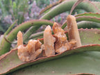 Natural Golden Limonite Spirit Quartz Crystals x 71 From Boekenhouthoek, South Africa - Toprock Gemstones and Minerals 