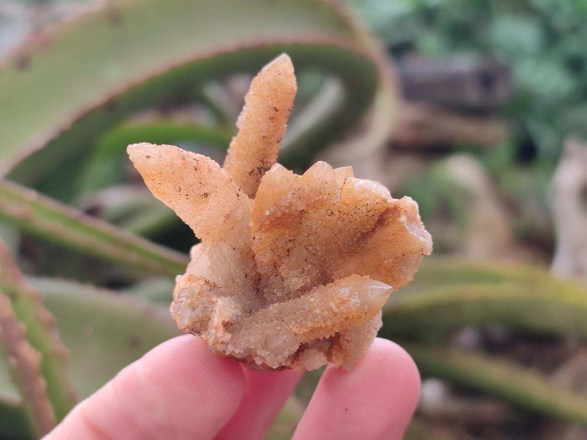 Natural Golden Limonite Spirit Quartz Crystals x 71 From Boekenhouthoek, South Africa - Toprock Gemstones and Minerals 
