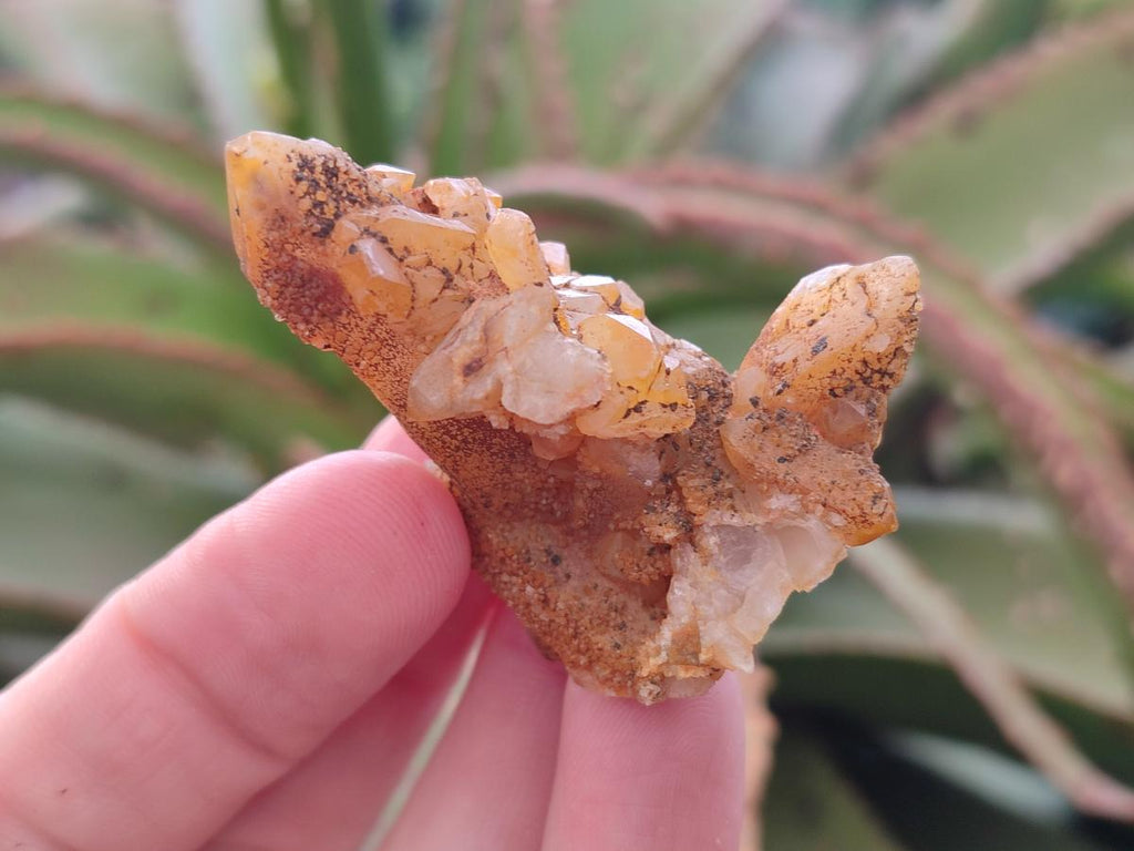 Natural Golden Limonite Spirit Quartz Crystals x 71 From Boekenhouthoek, South Africa - Toprock Gemstones and Minerals 