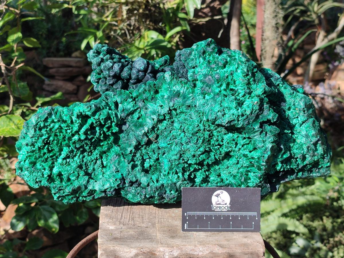 Natural XL Silky Malachite Specimen x 1 From Kasompe, Congo - Toprock Gemstones and Minerals 