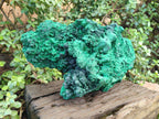 Natural XL Silky Malachite Specimen x 1 From Kasompe, Congo - Toprock Gemstones and Minerals 