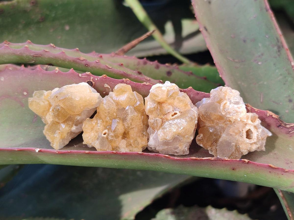 Natural Mini Golden Limonite Quartz Crystal Cluster Plate x 70 From Solwezi, Zambia - Toprock Gemstones and Minerals 