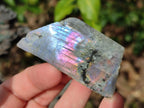 Polished Rare Purple Sunset Flash Labradorite Slices x 24 From Madagascar - Toprock Gemstones and Minerals 