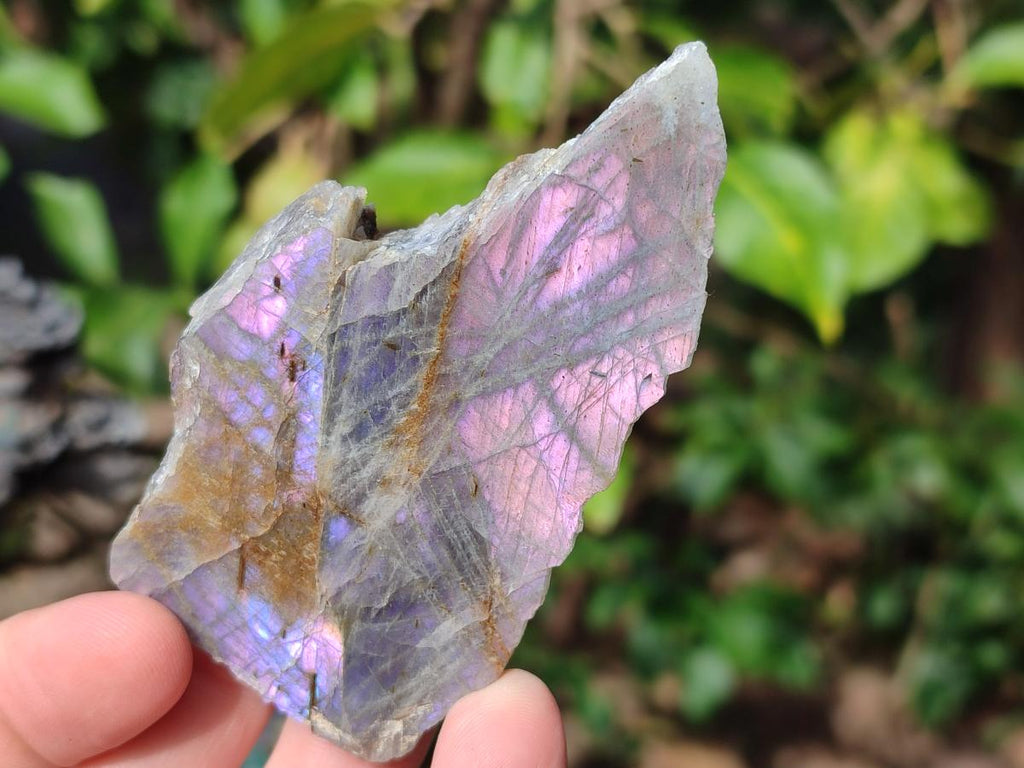 Polished Rare Purple Sunset Flash Labradorite Slices x 24 From Madagascar - Toprock Gemstones and Minerals 