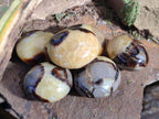 Polished Septerye Galets x 12 From Mahajanga, Madagascar - Toprock Gemstones and Minerals 