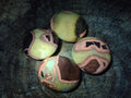 Polished Septerye Galets x 12 From Mahajanga, Madagascar - Toprock Gemstones and Minerals 