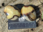 Polished Septerye Galets x 12 From Mahajanga, Madagascar - Toprock Gemstones and Minerals 