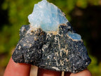 Natural Rare Aquamarine in Black Tourmaline Specimens x 58 From Karibib, Namibia - Toprock Gemstones and Minerals 