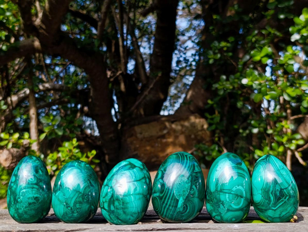 Polished Flower Banded Malachite Gemstone Eggs x 6 From Congo - Toprock Gemstones and Minerals 