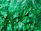 Natural Silky Malachite Specimens x 6 From Kasompe, Congo - Toprock Gemstones and Minerals 