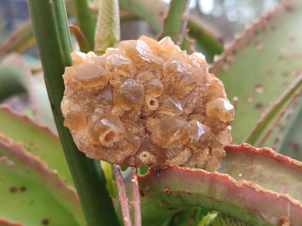 Natural Golden Limonite Quartz Crystal Cluster Plates x 35 From Solwezi, Zambia - Toprock Gemstones and Minerals 
