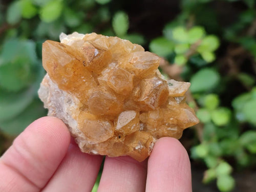 Natural Golden Limonite Quartz Crystal Cluster Plates x 35 From Solwezi, Zambia - Toprock Gemstones and Minerals 