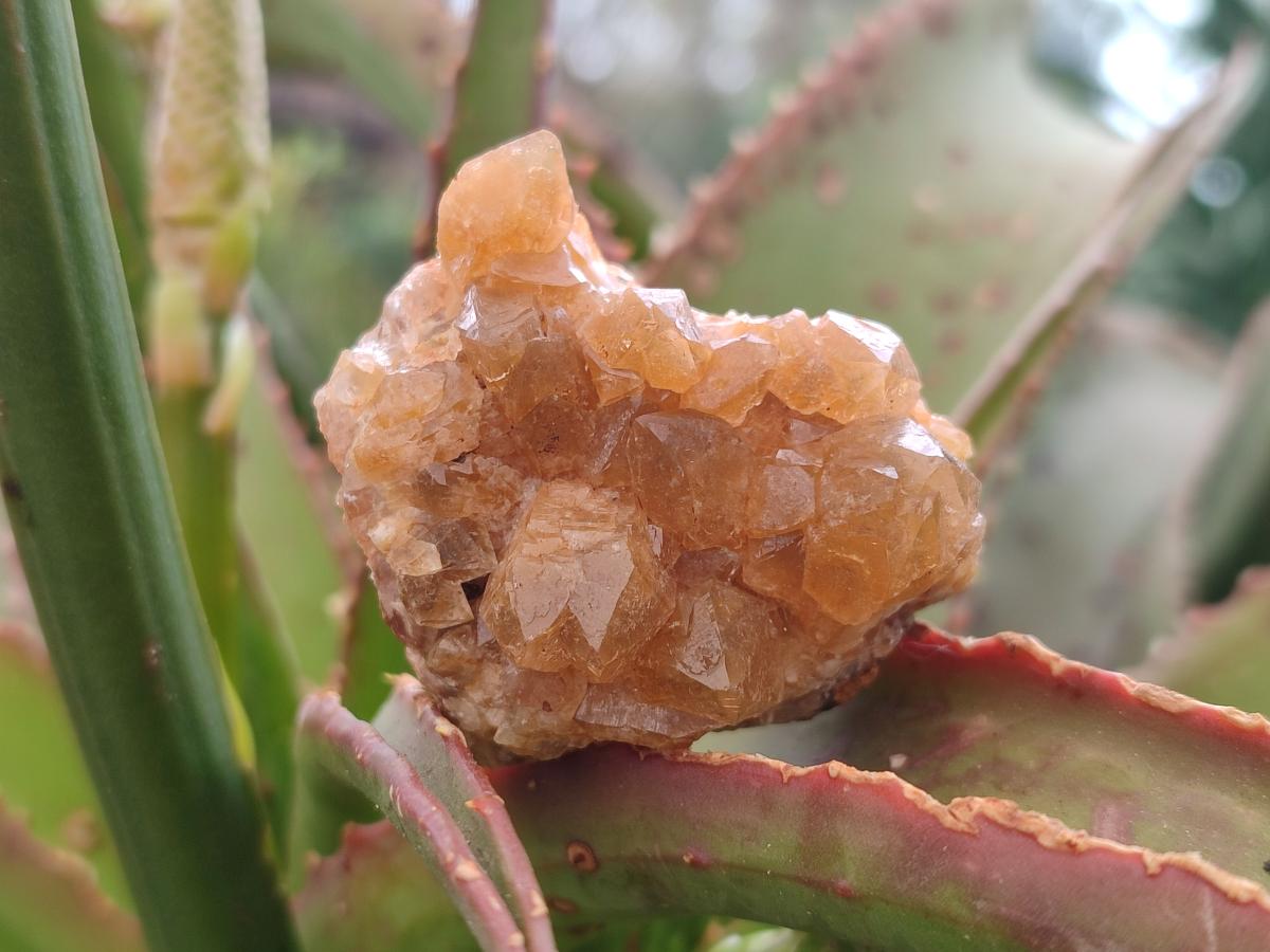 Natural Golden Limonite Quartz Crystal Cluster Plates x 35 From Solwezi, Zambia - Toprock Gemstones and Minerals 