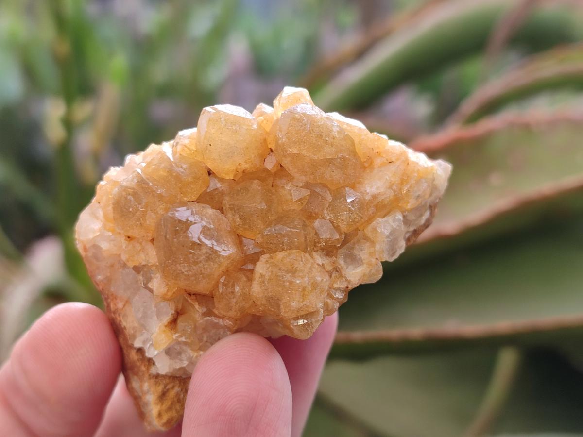 Natural Golden Limonite Quartz Crystal Cluster Plates x 35 From Solwezi, Zambia - Toprock Gemstones and Minerals 
