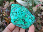 Polished Malacolla Free Forms x 6 From Kulukuluku, Congo - Toprock Gemstones and Minerals 