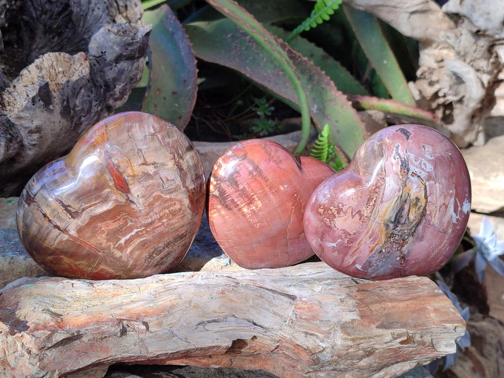 Polished Red Podocarpus Petrified Wood Hearts x 3 From Mahajanga, Madagascar - Toprock Gemstones and Minerals 