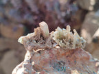 Natural Rare Mini Bladed Barite Specimens x 21 From Congo - Toprock Gemstones and Minerals 
