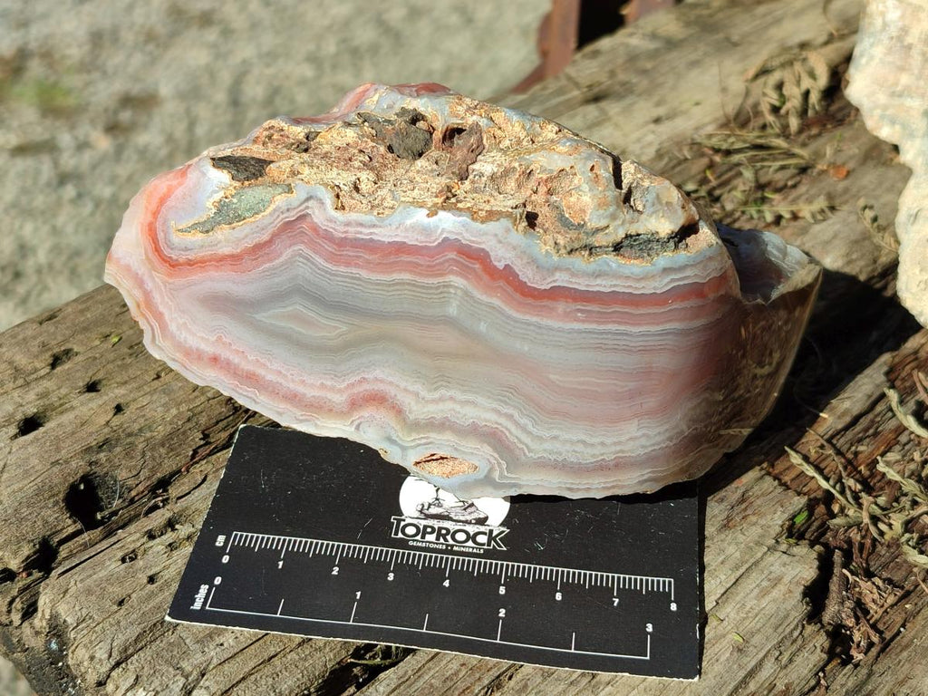 Polished One Side Red Shashe River Agate Nodules x 4 From Shashe River, Zimbabwe - Toprock Gemstones and Minerals 