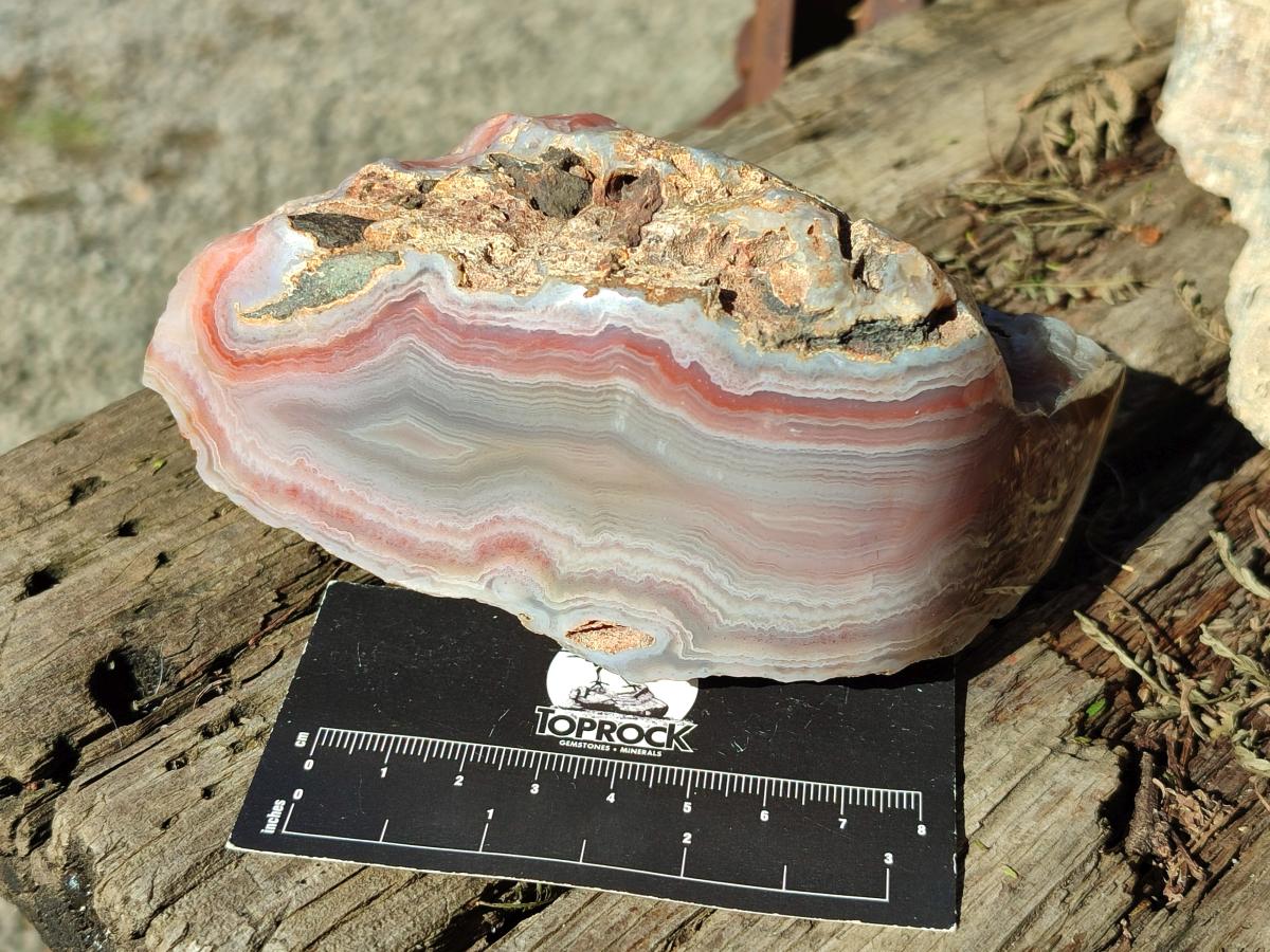 Polished One Side Red Shashe River Agate Nodules x 4 From Shashe River, Zimbabwe - Toprock Gemstones and Minerals 