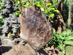 Polished XL Dark Smokey Window Quartz Crystal x 1 From Madagascar - Toprock Gemstones and Minerals 