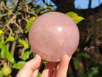 Polished Gemmy Star Rose Quartz Spheres x 2 From Madagascar - Toprock Gemstones and Minerals 