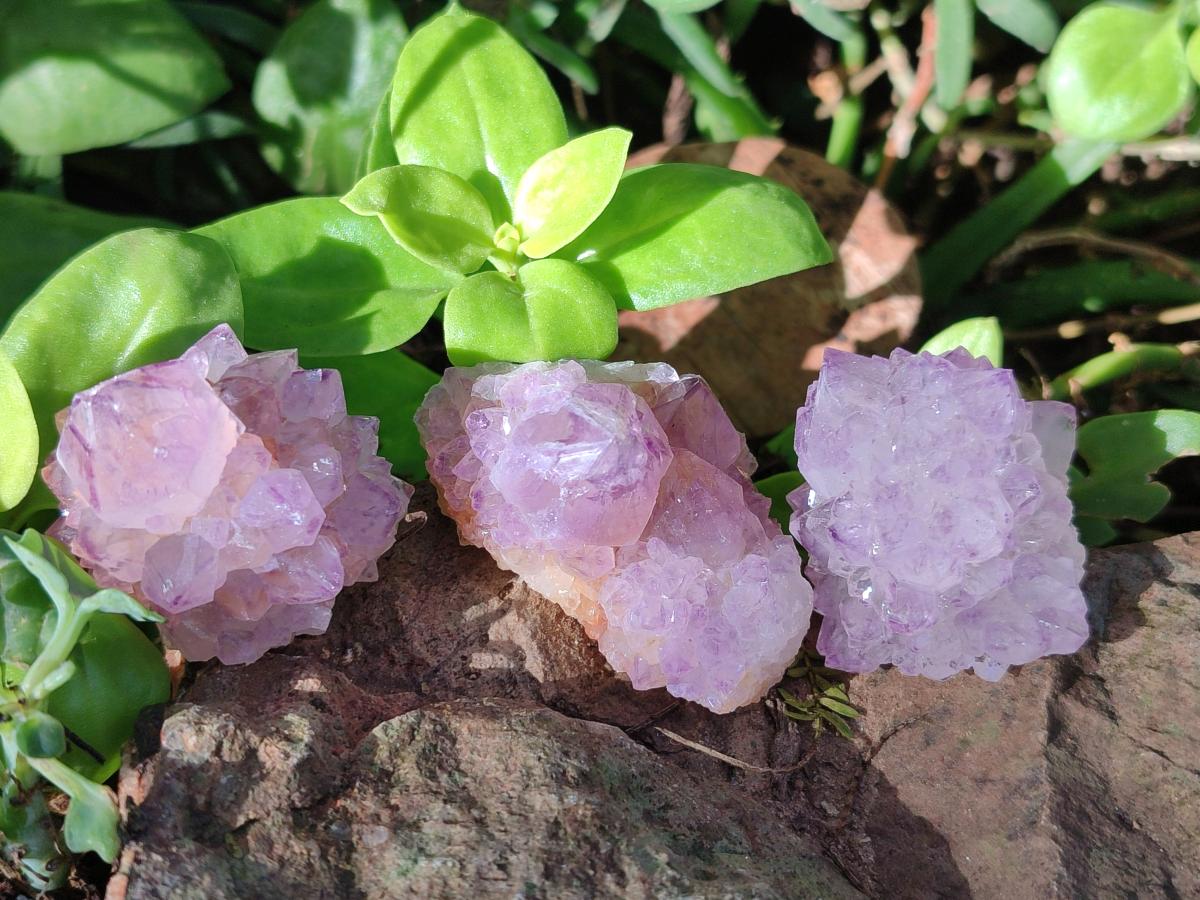 Natural Cactus Flower Spirit Amethyst Crystals x 40 From Boekenhouthoek, South Africa - Toprock Gemstones and Minerals 