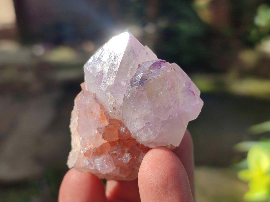 Natural Cactus Flower Spirit Amethyst Crystals x 40 From Boekenhouthoek, South Africa - Toprock Gemstones and Minerals 