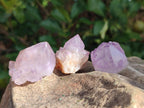 Natural Cactus Flower Spirit Amethyst Crystals x 40 From Boekenhouthoek, South Africa - Toprock Gemstones and Minerals 