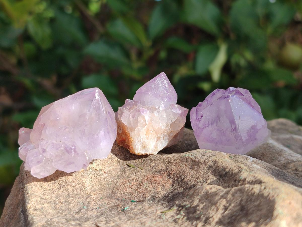 Natural Cactus Flower Spirit Amethyst Crystals x 40 From Boekenhouthoek, South Africa - Toprock Gemstones and Minerals 