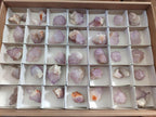 Natural Cactus Flower Spirit Amethyst Crystals x 40 From Boekenhouthoek, South Africa - Toprock Gemstones and Minerals 