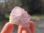 Natural Cactus Flower Spirit Amethyst Crystals x 40 From Boekenhouthoek, South Africa - Toprock Gemstones and Minerals 