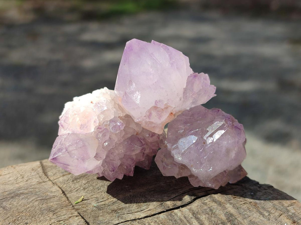 Natural Cactus Flower Spirit Amethyst Crystals x 40 From Boekenhouthoek, South Africa - Toprock Gemstones and Minerals 
