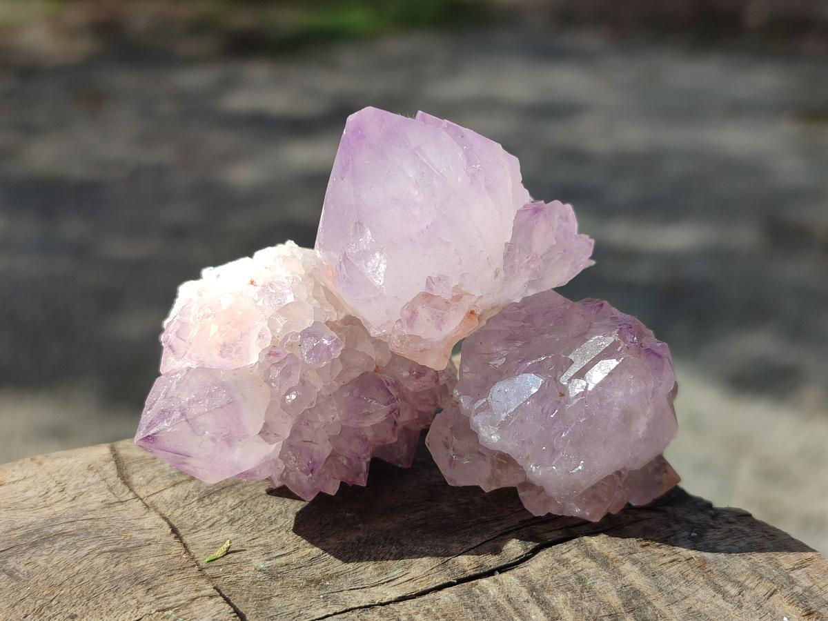 Natural Cactus Flower Spirit Amethyst Crystals x 40 From Boekenhouthoek, South Africa - Toprock Gemstones and Minerals 