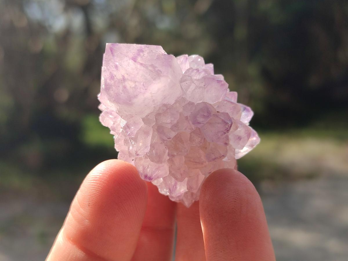 Natural Cactus Flower Spirit Amethyst Crystals x 40 From Boekenhouthoek, South Africa - Toprock Gemstones and Minerals 