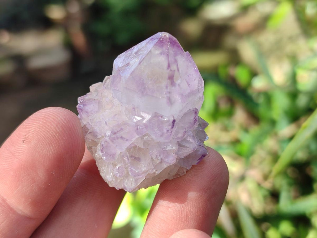 Natural Cactus Flower Spirit Amethyst Crystals x 40 From Boekenhouthoek, South Africa - Toprock Gemstones and Minerals 