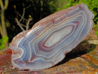 Polished XL One Side Red Shashe River Agate Nodule x 1 From Shashe River, Zimbabwe - Toprock Gemstones and Minerals 