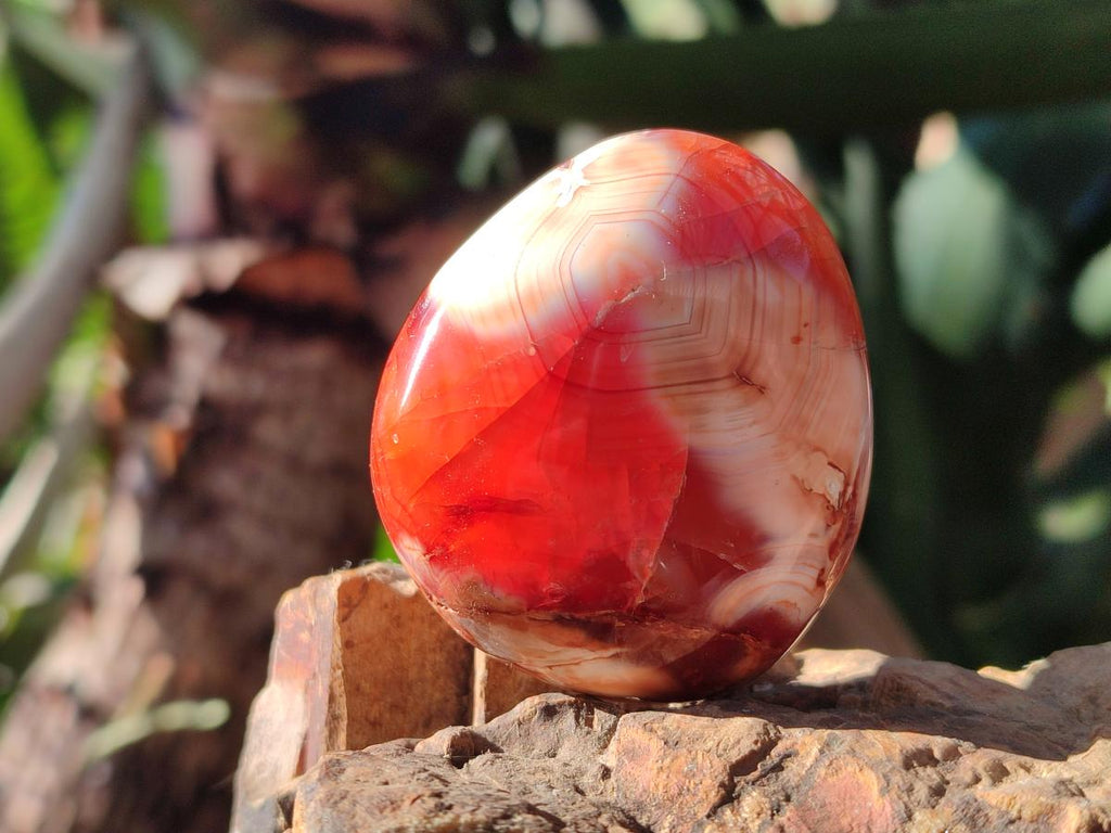 Polished Carnelian Agate Gemstone Galets x 12 From Madagascar - Toprock Gemstones and Minerals 