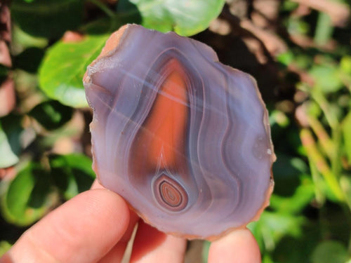Polished One Side Red Shashe River Agate Nodules x 20 From Shashe River, Zimbabwe - Toprock Gemstones and Minerals 