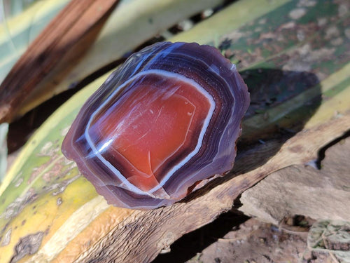 Polished One Side Red Shashe River Agate Nodules x 20 From Shashe River, Zimbabwe - Toprock Gemstones and Minerals 