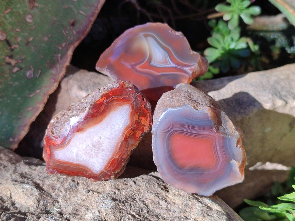 Polished One Side Red Shashe River Agate Nodules x 20 From Shashe River, Zimbabwe - Toprock Gemstones and Minerals 