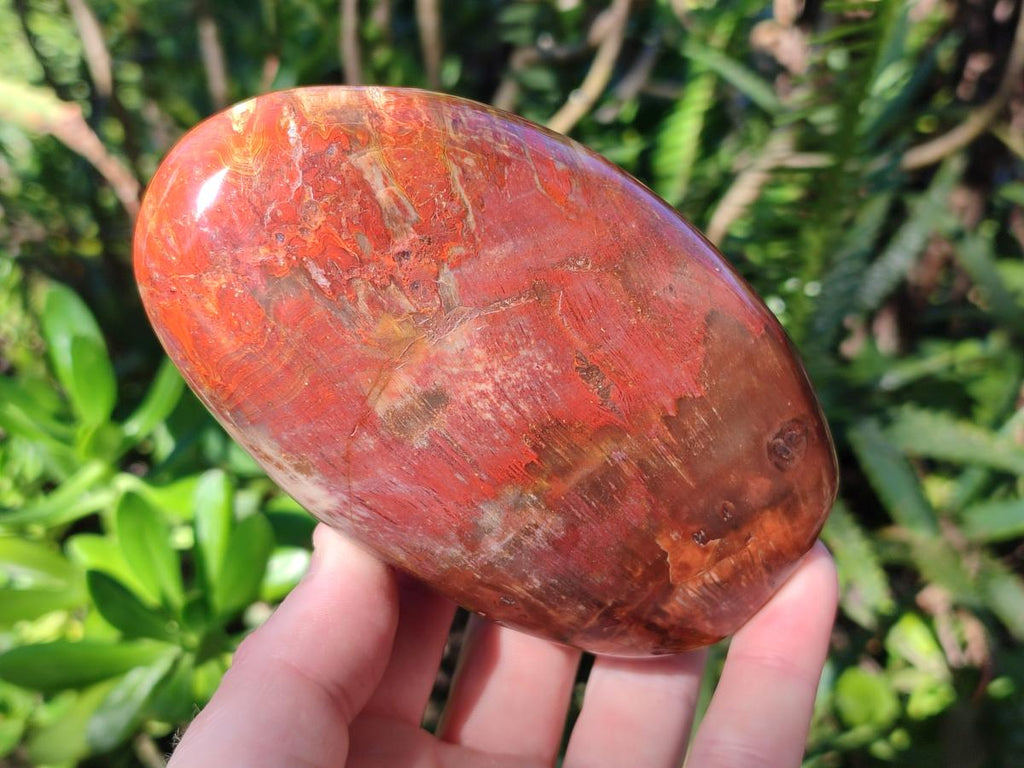 Polished Red Podocarpus Petrified Wood Standing Display Pieces x 3 From Mahajanga, Madagascar - Toprock Gemstones and Minerals 