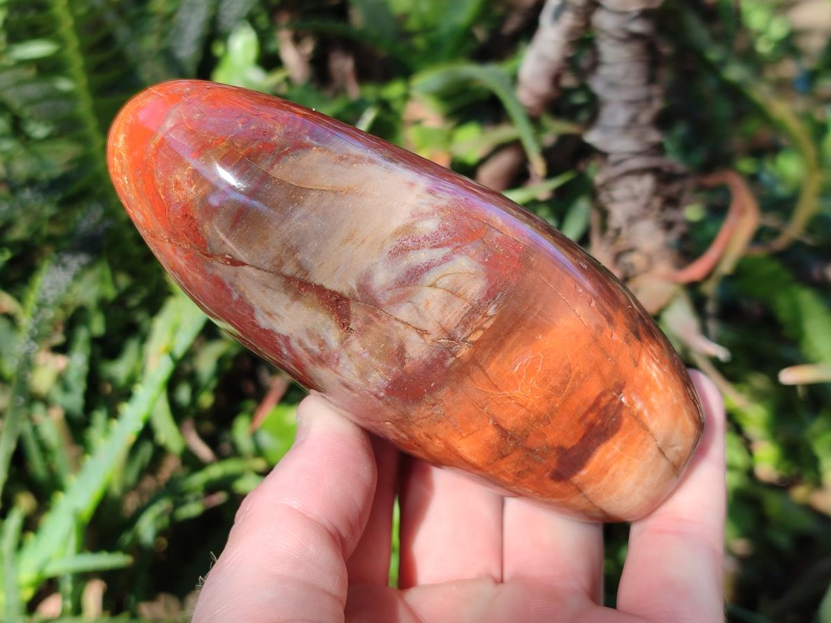 Polished Red Podocarpus Petrified Wood Standing Display Pieces x 3 From Mahajanga, Madagascar - Toprock Gemstones and Minerals 