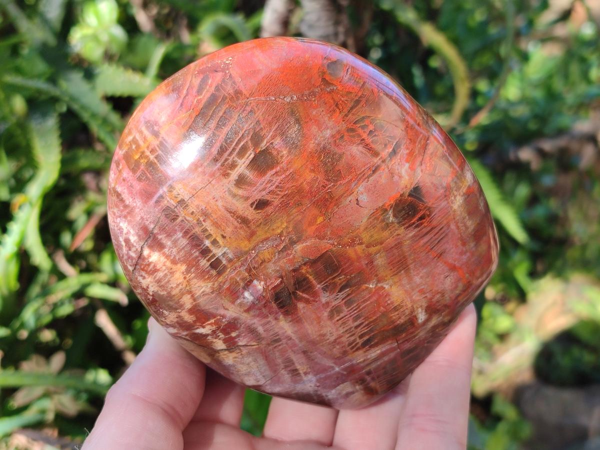 Polished Red Podocarpus Petrified Wood Standing Display Pieces x 3 From Mahajanga, Madagascar - Toprock Gemstones and Minerals 