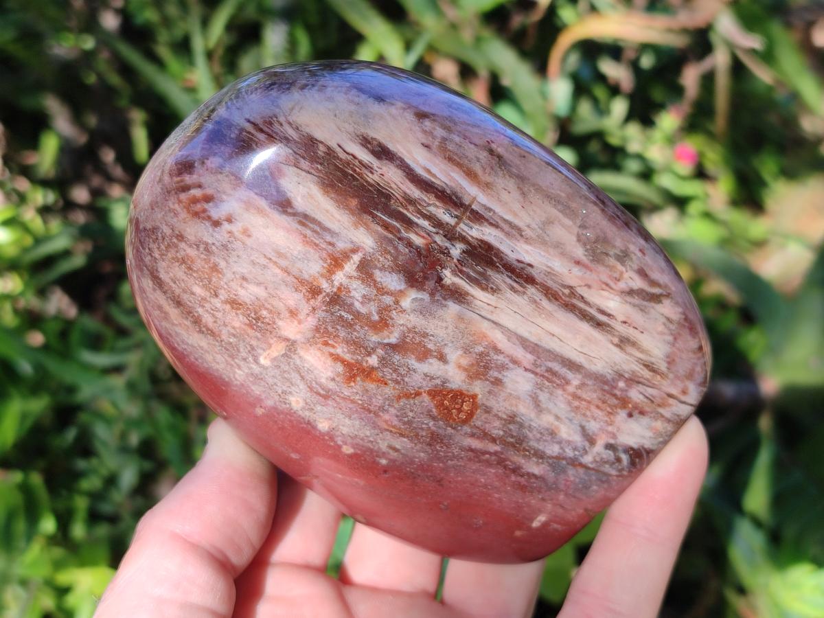 Polished Red Podocarpus Petrified Wood Standing Display Pieces x 3 From Mahajanga, Madagascar - Toprock Gemstones and Minerals 