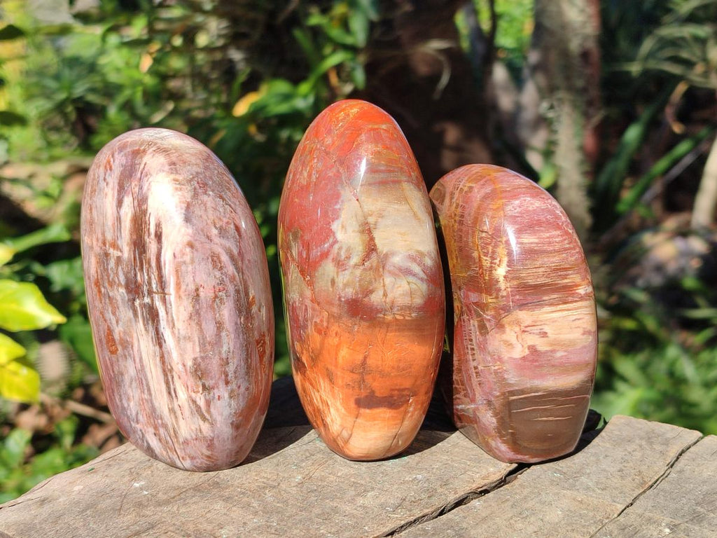 Polished Red Podocarpus Petrified Wood Standing Display Pieces x 3 From Mahajanga, Madagascar - Toprock Gemstones and Minerals 