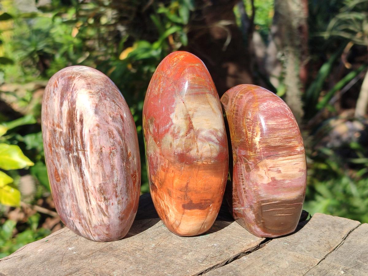 Polished Red Podocarpus Petrified Wood Standing Display Pieces x 3 From Mahajanga, Madagascar - Toprock Gemstones and Minerals 