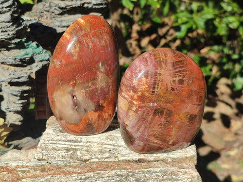 Polished Red Podocarpus Petrified Wood Standing Display Pieces x 3 From Mahajanga, Madagascar - Toprock Gemstones and Minerals 