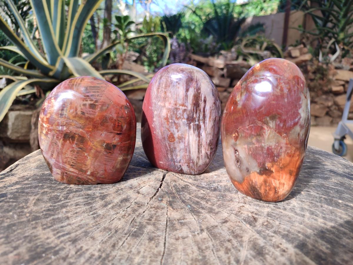 Polished Red Podocarpus Petrified Wood Standing Display Pieces x 3 From Mahajanga, Madagascar - Toprock Gemstones and Minerals 
